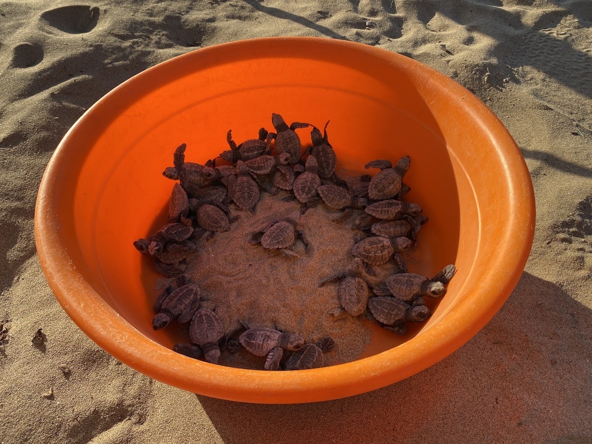 Turtle Release Zihuatanejo - Ixtapa